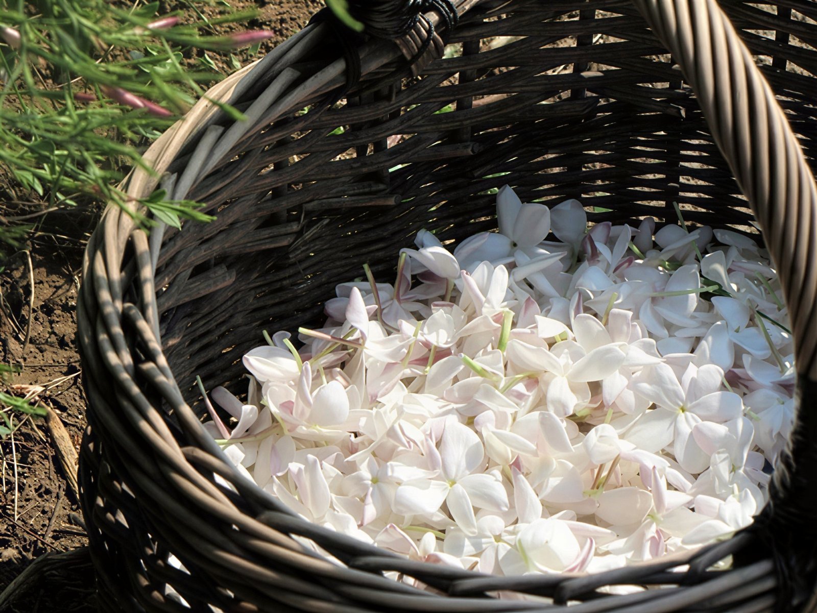 Fresh jasmine harvest at Egypt Aromatic farm in Gharbia