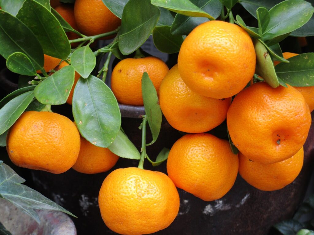 mandarin, fruit, orange-1756766.jpg